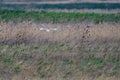 Barn owl & x28;Tyto alba& x29; in flight in dim light, taken in England Royalty Free Stock Photo