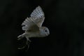 Barn owl Tyto alba in flight with a mouse prey . Royalty Free Stock Photo