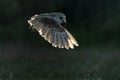 Barn owl Tyto alba in flight with a mouse prey . Royalty Free Stock Photo