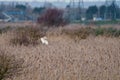 Barn owl (Tyto alba) in flight near industrial area, taken in England Royalty Free Stock Photo