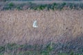 Barn owl (Tyto alba) in flight over fields, taken in England Royalty Free Stock Photo