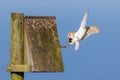 Barn Owl - Tyto alba in flight with prey. Royalty Free Stock Photo