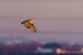 Barn owl (Tyto alba) in flight taken in England Royalty Free Stock Photo