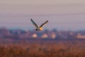 Barn owl (Tyto alba) in flight taken in England Royalty Free Stock Photo