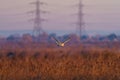 Barn owl (Tyto alba) in flight taken in England Royalty Free Stock Photo