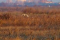 Barn owl (Tyto alba) in flight taken in England Royalty Free Stock Photo