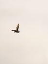 Barn owl (Tyto alba) in flight taken in England Royalty Free Stock Photo