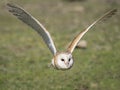 Barn owl Tyto alba flying in the forest Royalty Free Stock Photo