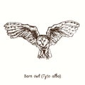 Barn owl Tyto alba flying front view. Ink black and white doodle drawing Royalty Free Stock Photo