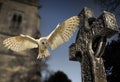 Barn Owl (Tyto alba) - Graveyard in England Royalty Free Stock Photo