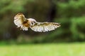 barn owl (Tyto alba) hunting over the meadow Royalty Free Stock Photo