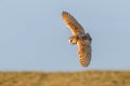 Barn Owl - Tyto alba hunting for prey. Royalty Free Stock Photo