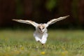 Barn owl juvenile taking his first flying lessons