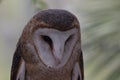 Barn owl Tyto alba 1