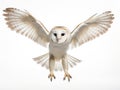 Barn Owl Tyto alba 4 months old flying Royalty Free Stock Photo