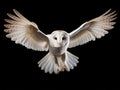 Barn Owl Tyto alba 4 months old flying Royalty Free Stock Photo