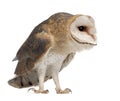 Barn Owl, Tyto alba, 4 months old Royalty Free Stock Photo