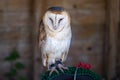 Barn owl Tyto alba is the most widely distributed species of owl in the world
