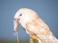 Close up of a barn owl with a mouse