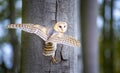 Barn owl, Tyto alba, nice bird sitting on the old tree stump with green fern, nice blurred light green the background Royalty Free Stock Photo