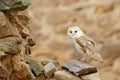 Barn owl, Tyto alba, with nice wings, landing on stone wall, light bird flying in the old castle, animal in the urban habitat. Royalty Free Stock Photo