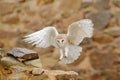 Barn owl, Tyto alba, with nice wings, landing on stone wall, light bird flying in the old castle, animal in the urban habitat. Royalty Free Stock Photo