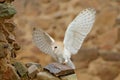 Barn owl, Tyto alba, with nice wings, landing on stone wall, light bird flying in the old castle, animal in the urban habitat. Royalty Free Stock Photo