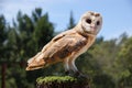 Barn owl tyto alba