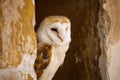 Barn owl, Tyto alba, peeks out from window in old peeling brick wall. Owl with heart-shaped face. Beautiful bird in habitat. Royalty Free Stock Photo