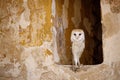 Barn owl, Tyto alba, peeks out from window in old peeling brick wall. Owl with heart-shaped face. Beautiful bird in habitat. Royalty Free Stock Photo