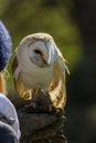 Male Barn Owl, Tyto alba, perched on a falconry glove