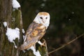 Barn owl, Tyto alba, perched on old rotten snowy oak stump. Beautiful owl in winter nature. Owl with a heart-shaped face.