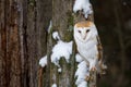 Barn owl, Tyto alba, perched on old rotten snowy oak stump. Beautiful owl in winter nature. Owl with a heart-shaped face.