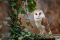 Barn owl, Tyto alba, perched in window of ruined chapel overgrown by green ivy. Urban wildlife. Colorful autumn in nature. Royalty Free Stock Photo