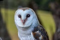 Barn owl (Tyto alba) portrait