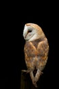 Barn Owl, Tyto alba, on a post isolated Royalty Free Stock Photo