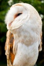 Barn Owl or Tyto alba Profile view of a young owl as it looks to the side Royalty Free Stock Photo