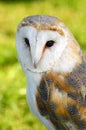 Barn Owl ( Tyto Alba ) side on profile portrait Royalty Free Stock Photo