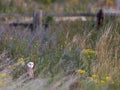 Barn owl, Tyto alba Royalty Free Stock Photo
