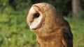 Barn owl Tyto alba sits quietly and calmy Royalty Free Stock Photo