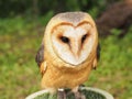 Barn owl Tyto alba sits quietly and calmy Royalty Free Stock Photo