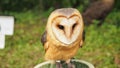 Barn owl Tyto alba sits quietly and calmy Royalty Free Stock Photo