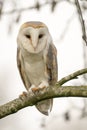 Beautiful Barn owl Tyto alba sitting on a branch. White bokeh background. Noord Brabant in the Netherlands.