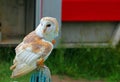 Barn owl Tyto Alba sitting on a fence post. Royalty Free Stock Photo