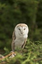Barn owl, tyto alba Royalty Free Stock Photo