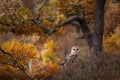 Barn owl - Tyto alba - sitting in heather in autumn