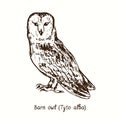 Barn owl Tyto alba sitting. Ink black and white doodle drawing Royalty Free Stock Photo