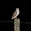 Barn Owl (Tyto alba) sitting on an old wooden fence post with lichen and barbed wire attached Royalty Free Stock Photo