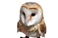 Barn Owl Royalty Free Stock Photo