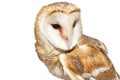 Barn Owl Royalty Free Stock Photo
